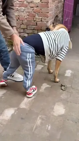 biraz kaçıyor gibi #köpek #köpekvideoları #yavruköpek #hayvansevgisi #hayvansever 