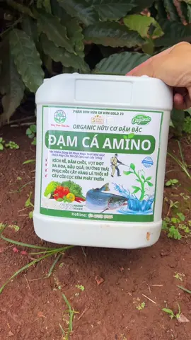 Bổ sung dinh dưỡng cho cà phê mới trồng bằng đạm cá hữu cơ amino #caphe #taynguyen #nongdan #nongsan #xuhuong 
