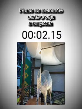 العرب مالهم حل 