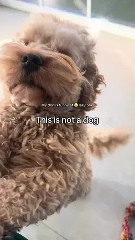 He is so funny and lazy 😂🐶🤎 @charliegies  #lockjaw #dogsoftiktoks #foryou 