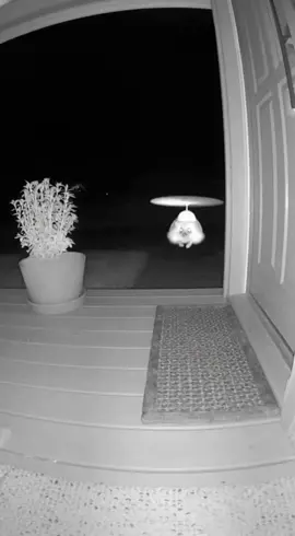 What is bro doing ? #fyp #viral #foryoupagе #foryou #funnyvideos😂 