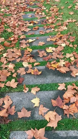 #autum #weather #leaf#🍁 #🍂 