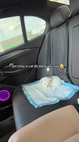 iu vI 🫶🏻 #dog #cutedog #thúcưng #pet #funnymoments 