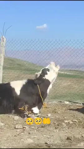 #امین_یارب_العالمیــــــــــن🤲🏻🥺🌹💛💙 