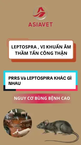 PRRS Và LEPTOSPIRA ở heo khác gì nhau? #asiavetvietnam #channuoi #benhheo #nuoiheo #heocon 