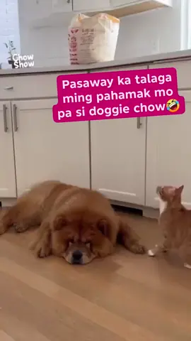 Shawcat 😂 #chowchow #cat #dog #reels #viral