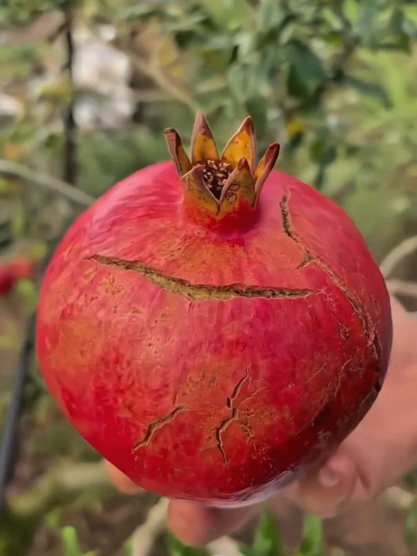 خکلی وضیفہ مخکی شییر کی#trending #foryoupage #viral #fyp #islamicvideo 