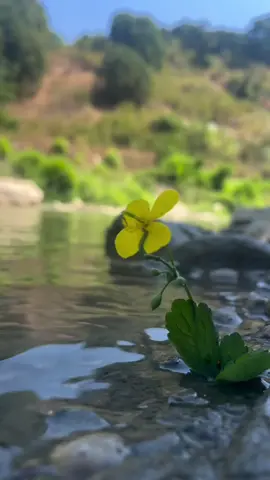 #صباحكم_معطر_بذكر_الله  #روج_افا #قامشلو__كردي___كردستان #🤍✨🦋 