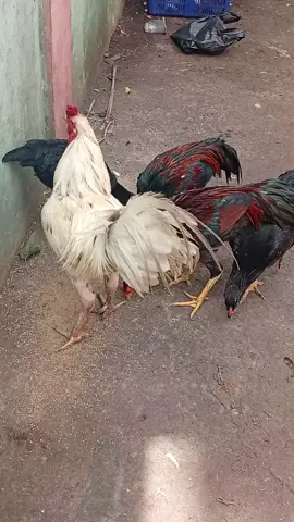 waktosna marab Hayam sore dulur#makan #sore #ayamkampung #🐓🐓🐓 