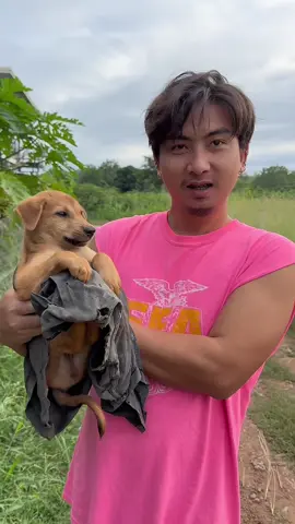 จากที่พยายามเข้าหาน้องอย่างใจเย็น ก็ยังจับไม่ได้ เลยเอาผ้ามาคลุมเลย #เทรนด์วันนี้ #ชีวิตต้องสู้ #หมาจรก็มีหัวใจ #สงสารน้อง #น้องหมาน่ารัก 