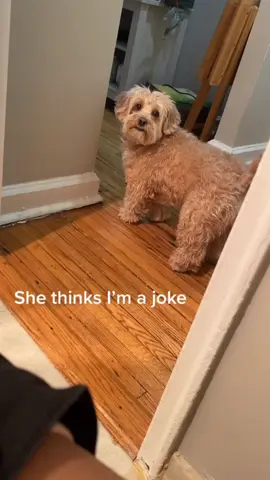 A dog with attitude #dog #funnypets #dogsoftiktok #foryou #longervideos 