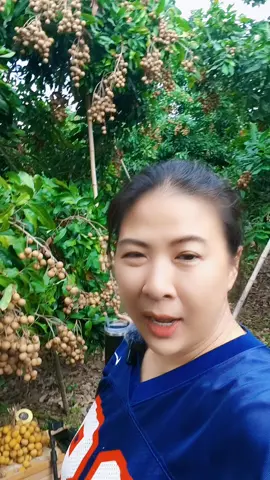 #11 #ลำไย #ลำไยทานแล้วไม่เต็บคอ 