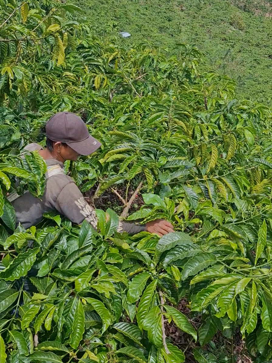 Sortasi Bahan Kopi Tugusari di Bulan November #petanikopi 
