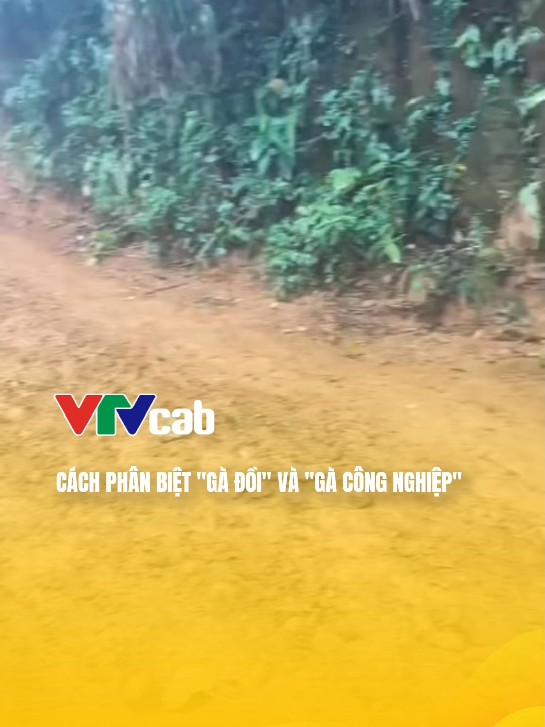 #vtvcab #vtvcabgiaitri #tiktokgiaitri