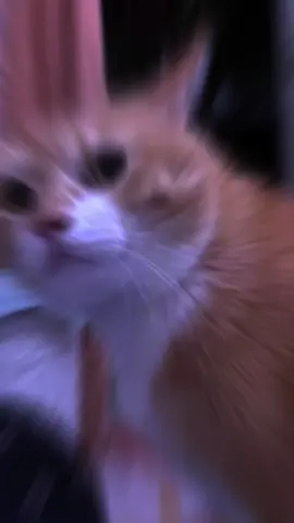 KusiLi Nabiga😻❤️  صلي الله عليه وسلم #fanyvideo😜#somalitiktok  #muqdishotiktok🇸🇴🇸🇴❤ #fypシ゚ #follow_mytiktok❤️💕 