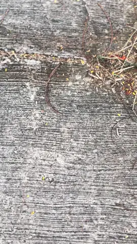 #ibrahimr #fyp #rxkingperedam #twostroke 