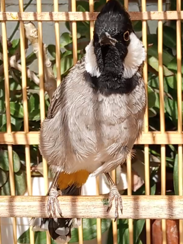 تغريد بلبل عراقي  #بلابل_ديالى_العراق  #بلابل_العراق_الحبيب  #بلبل_عراقي_ابيض_الخدين  #جمعة_مباركة  #اكسبلور 