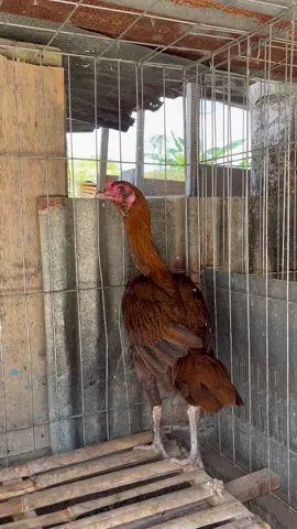 Pama ninja #pama #bulbi #pamaiq #peternakmuda 