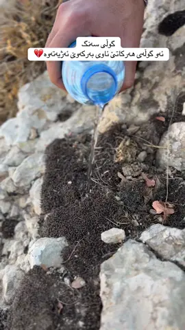 گوڵی سەنگ💔#هایدە#