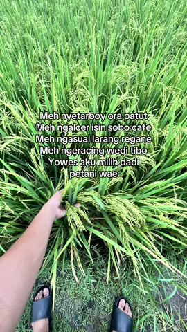 nek dadi wong tani di anggep ora keren,aku pileh ora keren 😜😎#petanimuda #petaniindonesia🇮🇩🇮🇩🇮🇩🌿🌿 #petani #petanimilenial #fyp 