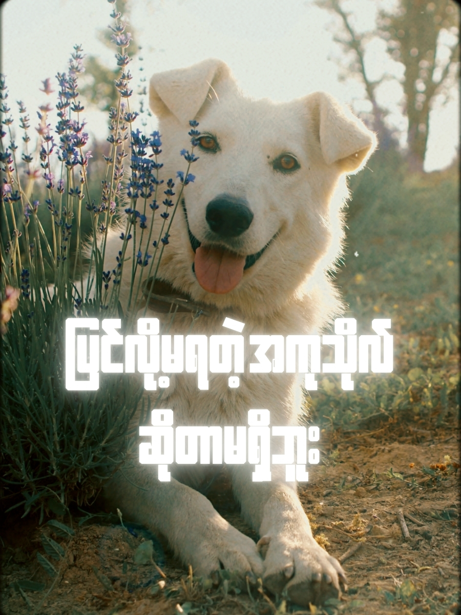 ပြင်လို့မရတဲ့ အကုသိုလ် ဆိုတာမရှိဘူး﻿ ကြိုးစားအားထုတ်ကြပါ #တရားတော် #peaceful #fyp #buddhavibes #အေးချမ်းမှု #viralvideo #mindpeace #ပါချုပ်ဆရာတော်ဘုရာကြီး🙏🙏🙏 #おすすめ #ဘဝနေနည်း #တရားတော်များ #ပါချုပ်ဆရာတော် #claim #peace #meditation #心の平和 #1millionaudition