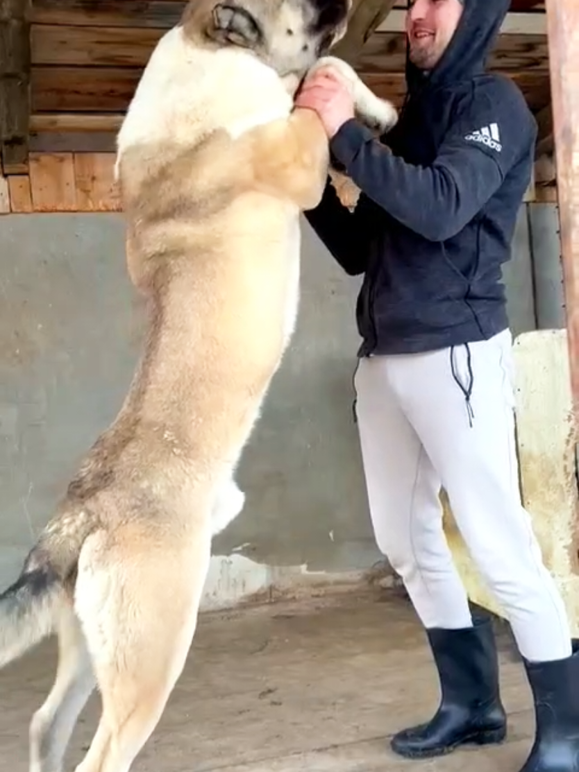 Atenție! N-am nimic cu oamenii mai mici de înălțime. Mă refer la altceva... 🐻🔝❤️ #centralasianshepherd #ciobanescdeasiacentrala #fyp #goviral #fouryoupage_tiktok 