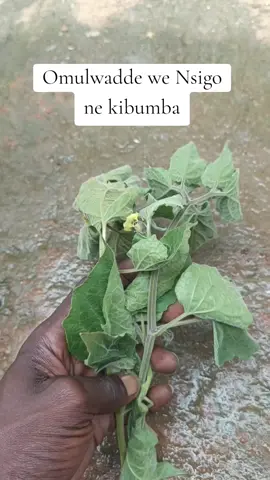 #fypviraltiktok🖤シ゚☆♡ #foryourpage #100viewers #foryourpage #canada_life🇨🇦 