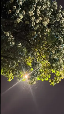 🌸 Hà Nội mùa hoa sữa – nơi ký ức gọi về trong mưa... #nhachaymoingay #nhactamtrang #nhachay #nhacnaychillphet #xuhuong 