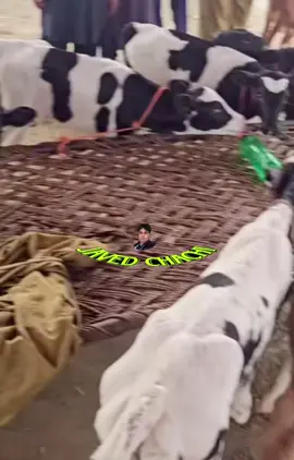 #fouryourpage #ghourghusti #funnyy #yotubero #fyp 