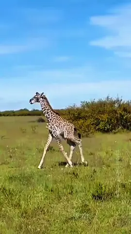 #lion #wildlife #animals 