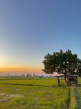 sunset 🌅🌾 #sunset #fyp #naturetrip  #nature #views 