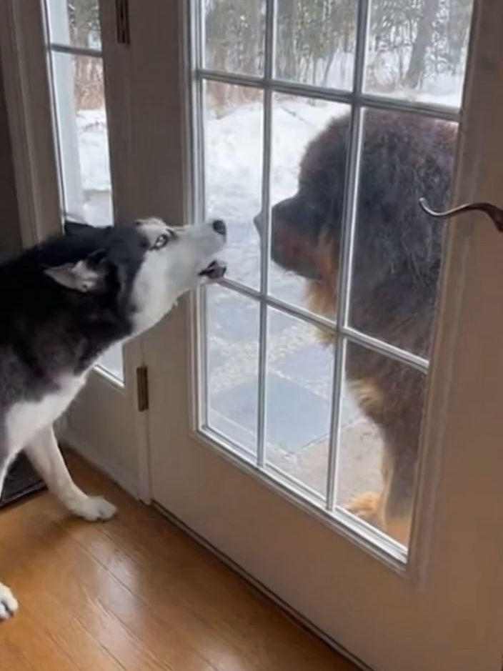 All bark, no bite. Until the door opens #Husky #TibetanMastiff #AllBarkNoBite #FunnyDogs #FakeGangster #AnimalComedy #DoorChallenge #Viral #From100To #Skit #sora2 #fyp