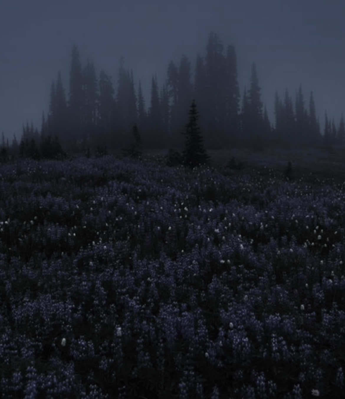 the unreal [scp: sceneagb] #arianagrande #edit #unreal #fyp #magical 