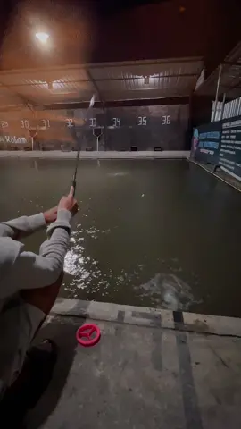 critt 🤣😂#galatama #bawal #fyp #masteranbawaljogja #trend 