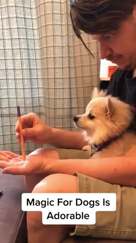 dogs and magic#funnydog#funny#dog#fpy#foryou