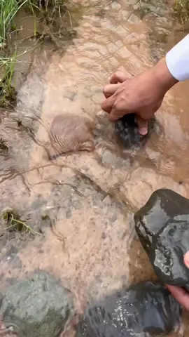 مظبي دجاج #مذاق_الطبيعة #cook #foryou #السعودية🇸🇦 #طبخ 