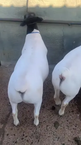 📌Price =✅ 📌3 to 4 months @10,000 📌10 months old @15,000 📌 Two months pregnant @23,500 #1000000views #dorper #kalenjinusa🇺🇸 #kalenjinsinaustralia🇦🇺 #kalenjinsecularmusic 