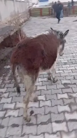 asker hazırlanıyor galiba #eşek #hayvansevgisi #asker #askerlik #hayvancılık 