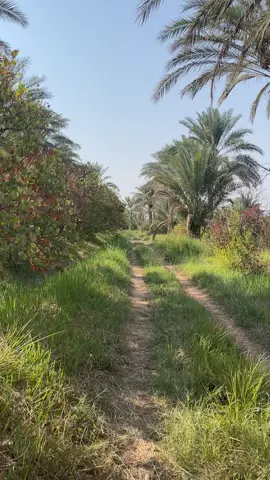 يا كمر يابو اليالي ' #بغداد #greenscreen #fyp #CapCut #اكسبلور 