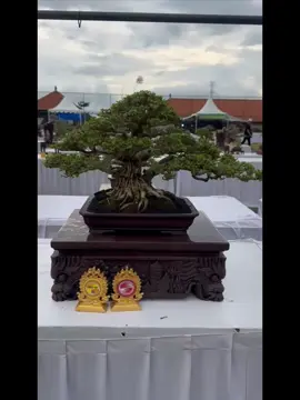 Best ten Small Madya 🪴 The max30 Festival 2025  #themax30cm #ppbi #bonsaiwaruindonesia #bonsaipetarung #bonsaiwaru 