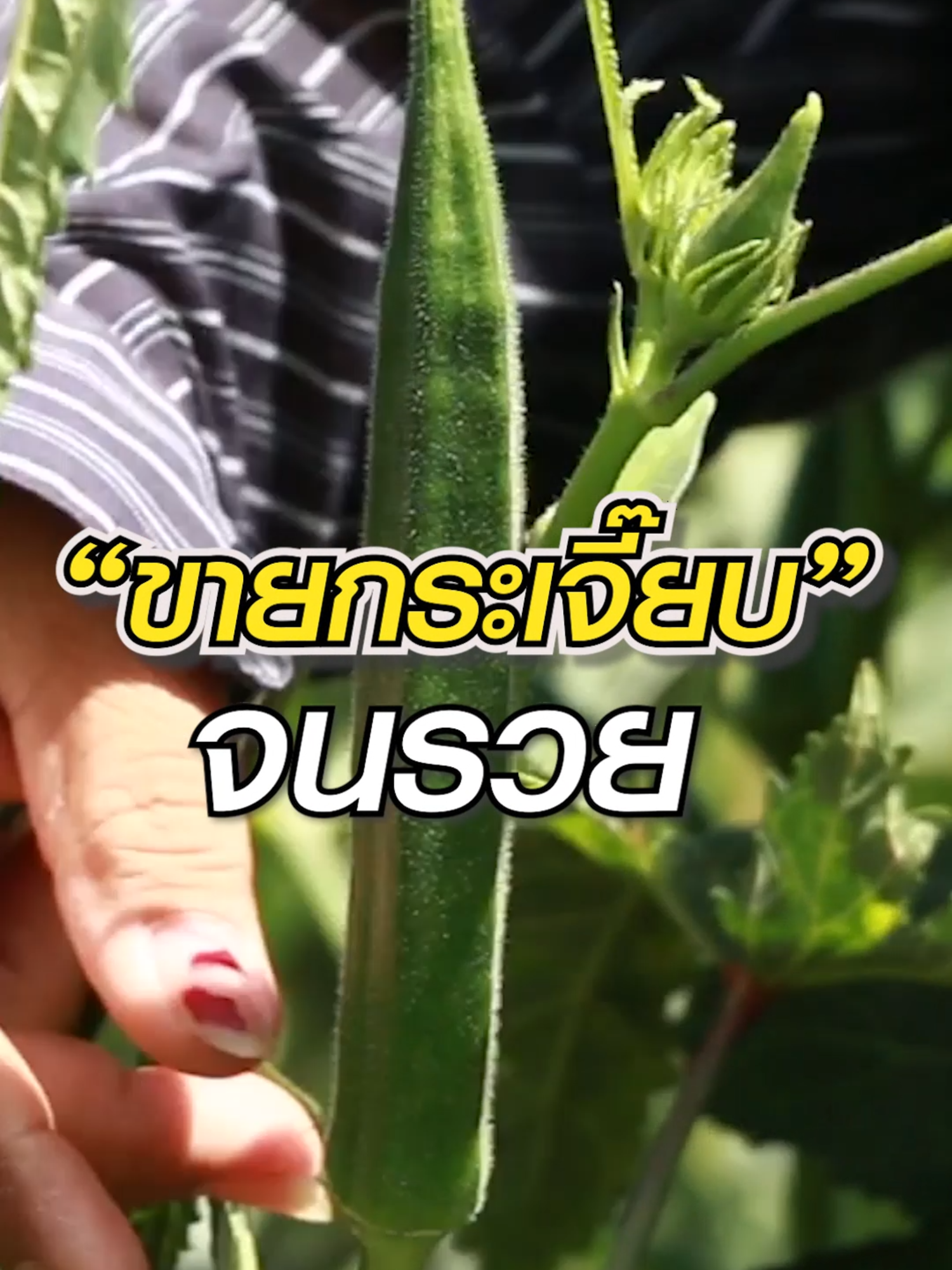 Vายกระเจี๊ยบจนรวย #กระเจี๊ยบ #ลงทุนน้อยกําไรงาม #เทคนิคการปลูก #เกษตรอินทรีย์