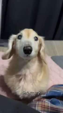 じゃがバタたべるわん#ミニチュアダックスフンド #老犬 #かわいい #dogsoftiktok 