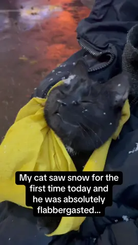 First Snow Cats!#CatSoftTikTok #FirstSnow #CatsOfTikTok #SnowDay #WinterCats