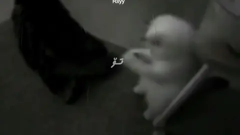 - to ba arazui xot - #foryou #meow #fyp #songs #kurdishsong 