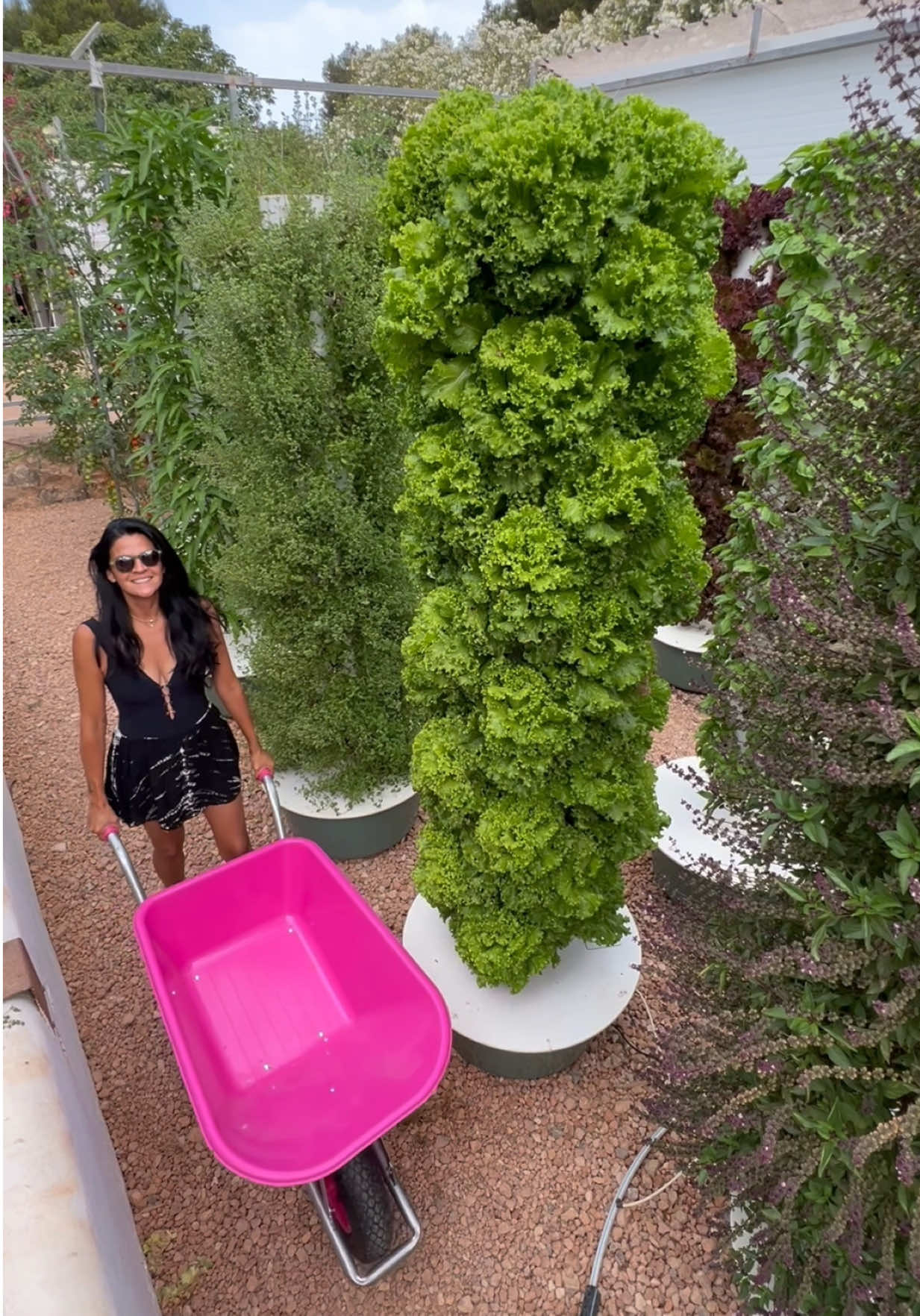 Each crop grown on an aeroponic tower has its own growth cycle and matures at varying speeds. To optimize performance, we dedicate one crop per tower rather than mixing varieties. This allows every plant to mature simultaneously, making harvesting more efficient, allowing us to maximize our yield output and minimize downtime. #farming #agriculture #gardening #aeroponics #vegetables   