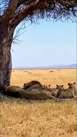 This the real video🥵   #animalsoftiktok  #ai  #wildlife  #petlife  #Nature         