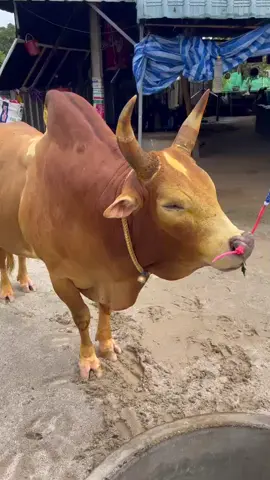 15นี่พร้อมพาเบี้ยกลับค่ายเเล้วคับ#ลังสาดสิงห์ตะวันฉาย #ไกรทอง #ค่ายโคสิงห์ป่าพลา 💯🤑❤️‍🔥