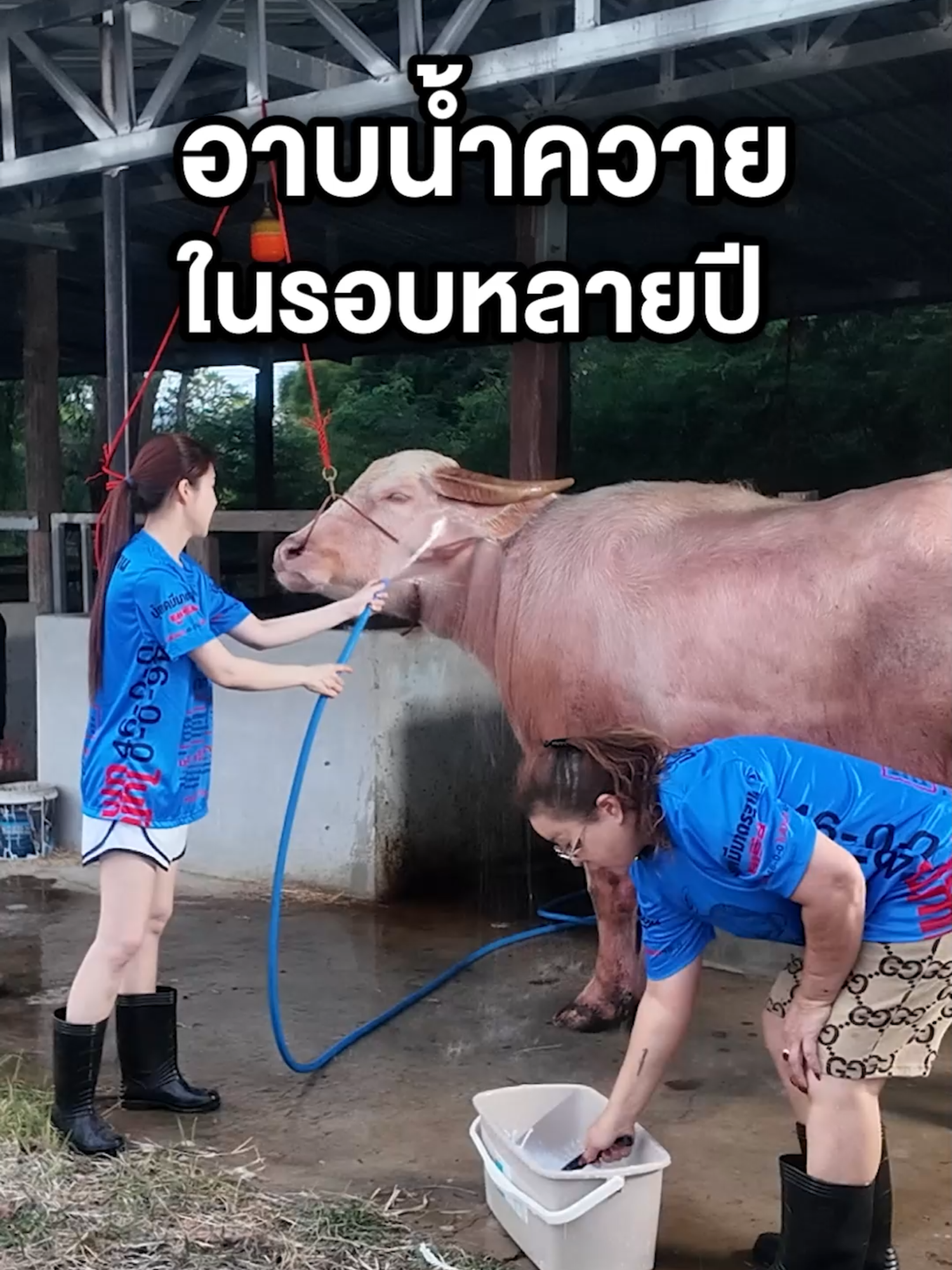 อาบน้ำควาย แต่เหมือนยายไม่เข้าใจ