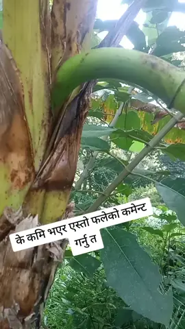 #सबैले_माया_गरेर_साथ_दिनु_होला_धन्यवाद🙏🙏 #cratorsearchinsight 