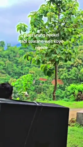 #fyp #horegjawatimur 